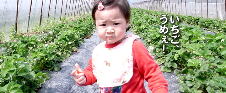 【徳島・いちご狩り】佐々木農園でちぎったイチゴをそのままパクついてきたった！徳島県・鳴門市