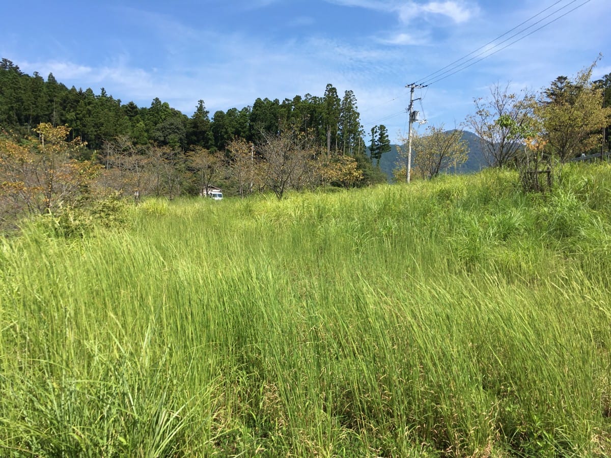 img_1550 A tall green grass