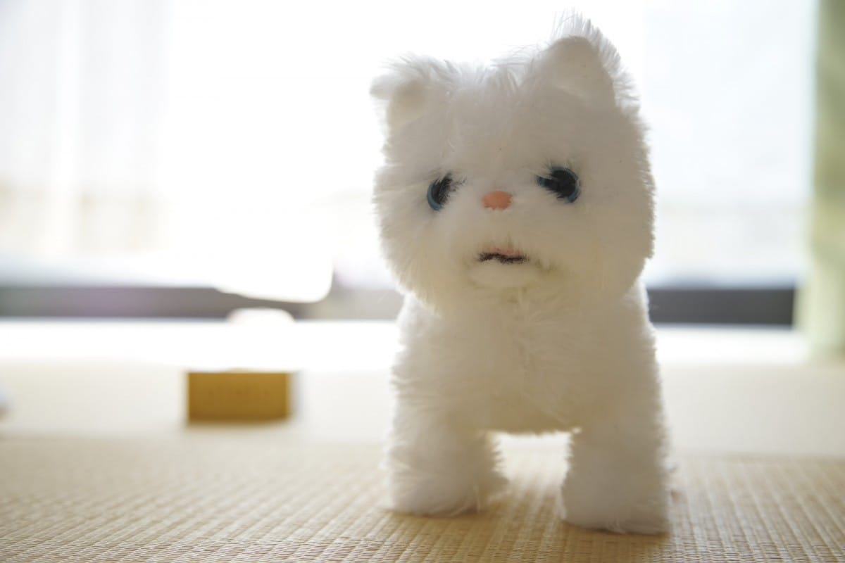 A cat sitting in front of a mirror