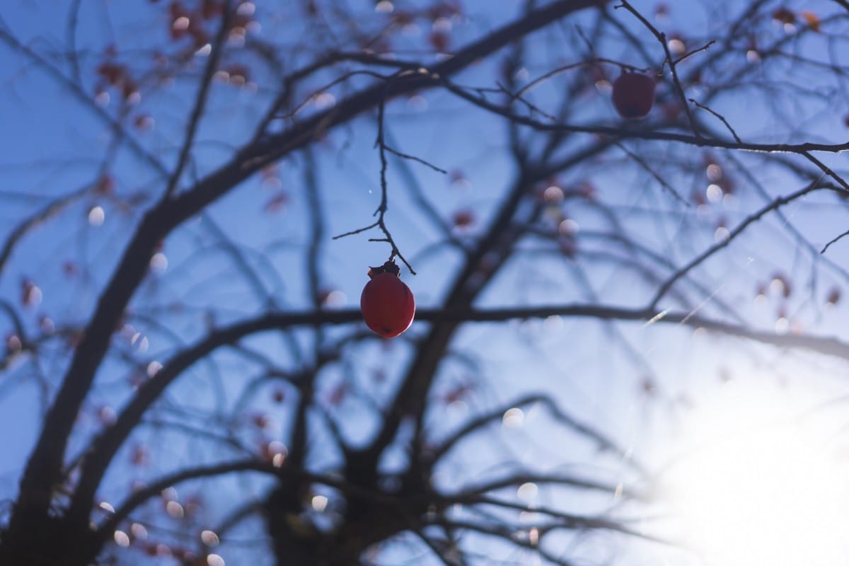 パンゲアフィールド